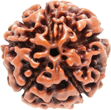 Petrichor Original Nepali Five Faced / 5 Mukhi Rudraksha Bead (Colour: Brown, Shape: Round) with Certificate