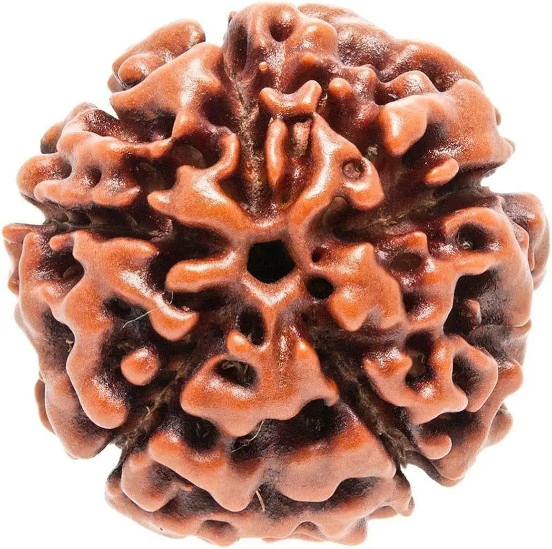 Petrichor Original Nepali Five Faced / 5 Mukhi Rudraksha Bead (Colour: Brown, Shape: Round) with Certificate