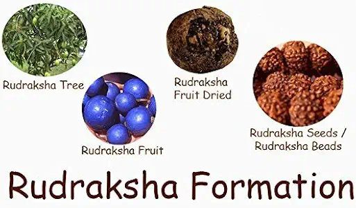 Petrichor Original Nepali Five Faced / 5 Mukhi Rudraksha Bead (Colour: Brown, Shape: Round) with Certificate
