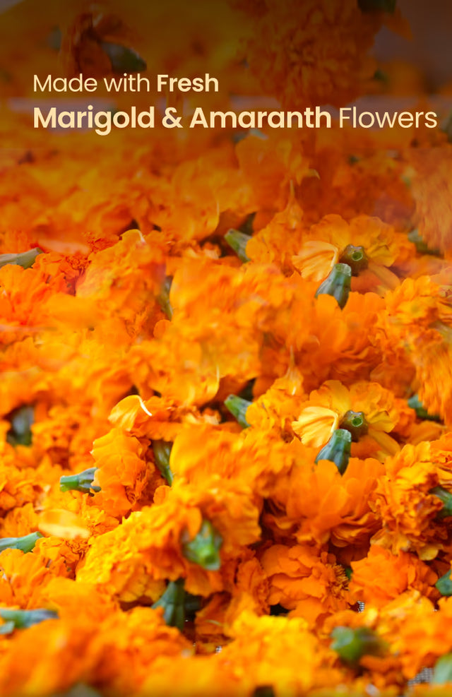 Nat Habit Marigold Chhalak Gulaal Raas