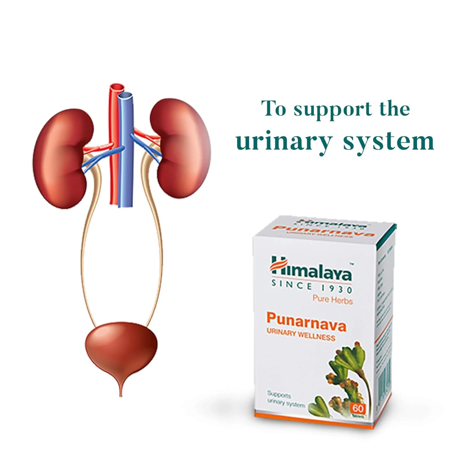 Himalaya Punarnava Tablets - 60 Count